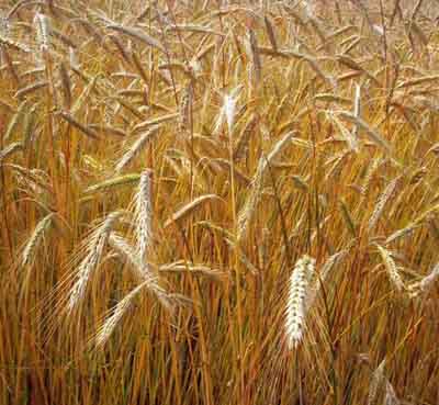 Grano duro: è crisi profonda. Pericolo importazioni da Turchia e America