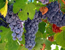 Il rilancio del Chianti decisivo per la viticoltura toscana