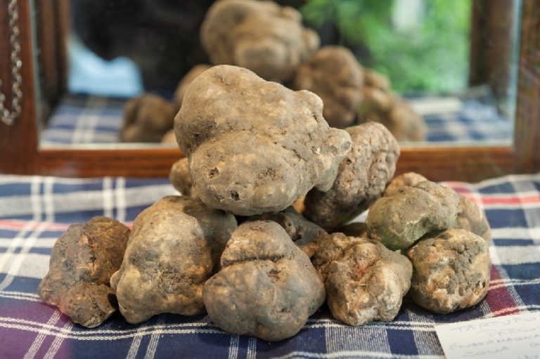 Tartufo ambasciatore Made in Italy. Centinaio: lavoreremo a istituzione albo professionale dei cavatori