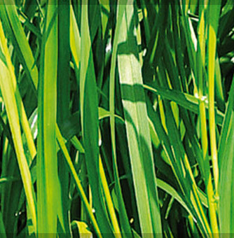 Maltempo e semine ritardate. Ecco i consigli per gli agricoltori