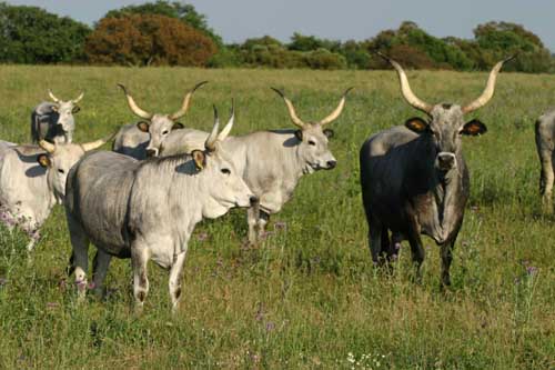 Carne bovina italiana: il 60% del prodotto consumato sulle tavole italiane arriva da estero. Anabic: Impegno per aumentare la produzione