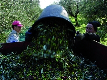 Per l’olio d’oliva si prospetta una buona annata