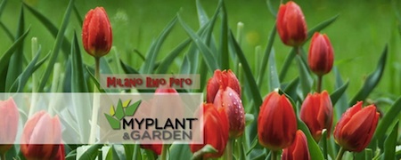 Myplant & Garden 2016