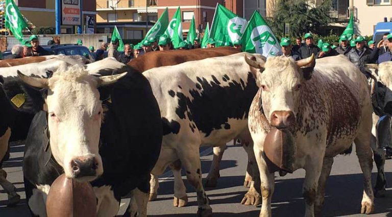 La marcia delle vacche. Prezzi bassi, così chiude 1 stalla su 3