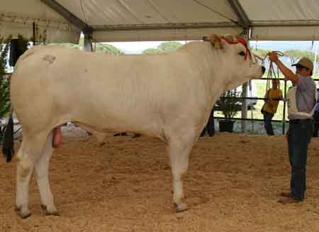 La razza Chianina si mette in mostra a Ponte Presale