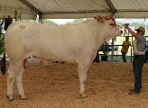 Valdichiana, una mostra per valorizzare la razza Chianina
