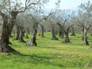OLIVETO13.jpg