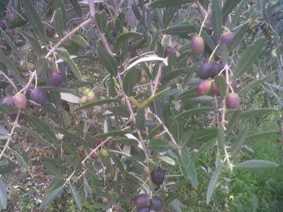 Olivicoltura  variegata e sinonimo di biodiversità