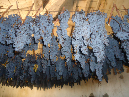 Ricerca per il vino: dai passiti senza solfiti ai vitigni recuperati