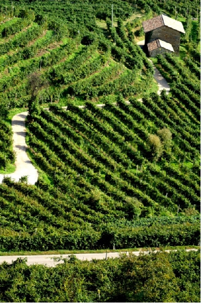 Colline Prosecco Patrimonio Umanità Unesco. Centinaio: ricadute enormi su economia e turismo