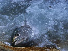 Pesca tonno rosso, Italia fuorilegge denuncia il Wwf