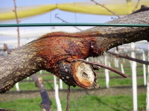 La batteriosi dell’actinidia in Piemonte