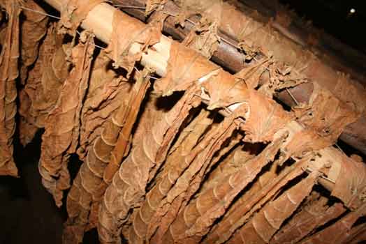 Filiera del tabacco. Accordo tra governo e Philip Morris Italia per la valorizzazione