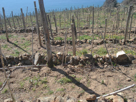 Al Giglio i conigli devastano le vigne. E gli ambientalisti denunciano gli agricoltori