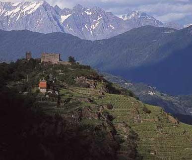 Decreto viticoltura eroica firmato. Cervim: ora più tutela e valorizzazione per vigneti e vignaioli eroici