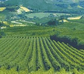 Olio Vulture Dop e Dauno Dop, le denominazioni sono 238