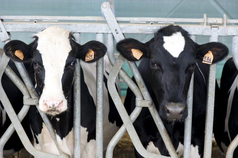 Alimentazione delle bovine da latte. Massima attenzione alle fondamenta del sistema