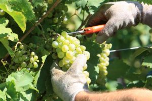 Vendemmia.jpg