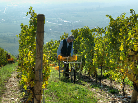 Valpolicella, per Tedeschi è in corso una vendemmia di qualità