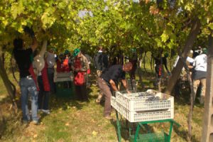 Vendemmia_1.jpg