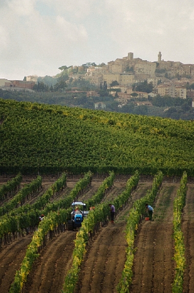 La sostenibilità del Vino Nobile. Numeri e qualità in un evento a Roma
