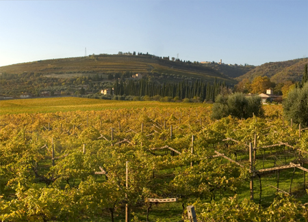Valpolicella, entro il 2030 il 10 per cento dei paesaggi rurali storici. Dossier per candidatura Unesco