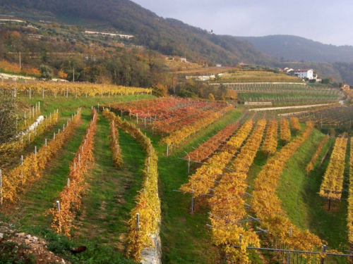 Sostenibilità in viticoltura. Se ne parla a Treviso il 12 dicembre