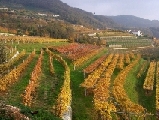 Diritti di reimpianto vigneti: dal 1 gennaio scatta il divieto di commercializzazione