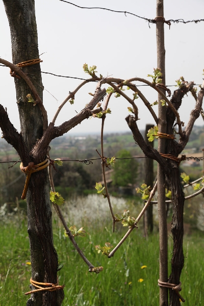 Percorso naturalistico fra i vigneti Sant’Anna ad Asolo
