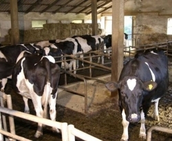 Semi di lino nella dieta bovina, e il latte diventa ancora più salutare