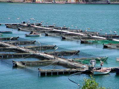Acquacoltura a basso impatto ambientale  e con minori costi di produzione. Progetto di ricerca Simptap mette insieme i Paesi del Mediterraneo