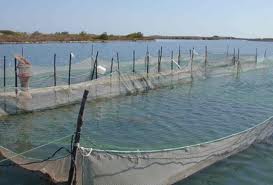 Pesce da allevamento batte carne rossa, vola l’acquacoltura
