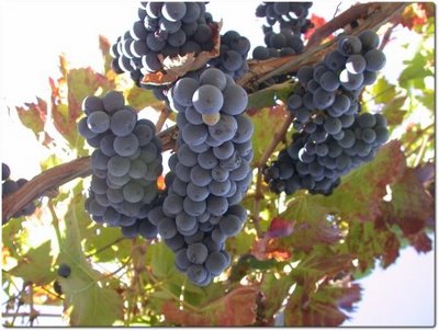 Vendemmia 2011, si comincia a Ferragosto