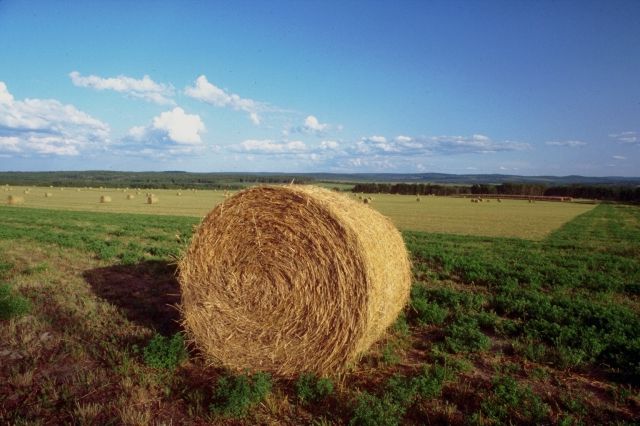 Pac, l’agricoltura del futuro sia ecosostenibile e di qualità