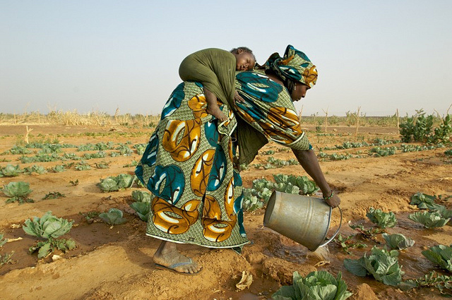 Cooperazione scientifica. Firmato memorandum tra CREA e ACT  per favorire la crescita sostenibile in Africa
