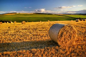 agricoltura_25.jpg