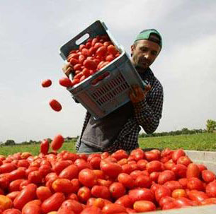 Cabina di regia per rete lavoro agricolo: c’è voglia di legalità e competetività