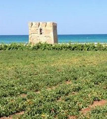 Serve una nuova politica agricola per il Mediterraneo. L’Europa sia protagonista