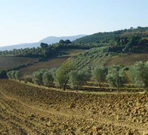 agriculturait_campagna_sanquirico.jpg