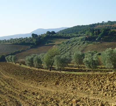 Bando Ismea 2019. Centinaio: dare opportunità a giovani aumenta valore della nostra terra