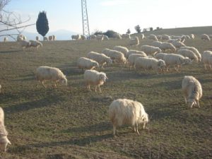 agripecora.jpg