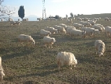 Agnello non solo a Pasqua, va destagionalizzato. Calo consumi (10%), in aumento importazioni da Est Europa