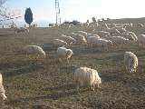 Agricoltura toscana a picco, spera nel salvagente Psr