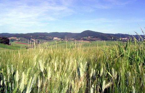 Strategia Nazionale per il Sistema Agricolo. Bellanova: investimenti del PNRR non devono prevedere ulteriore consumo di suolo