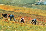 Imprese agricole ‘virtuose’. Riduzione Inail senza domanda