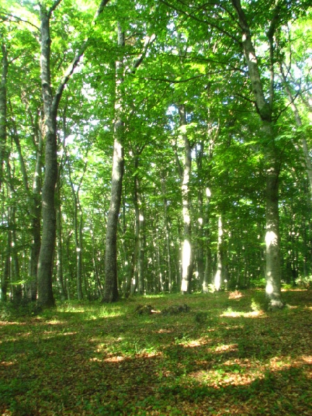 Il Veneto adotta un bando per proteggere le foreste
