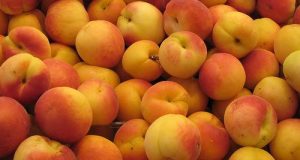 albicocche_agricultura.jpg