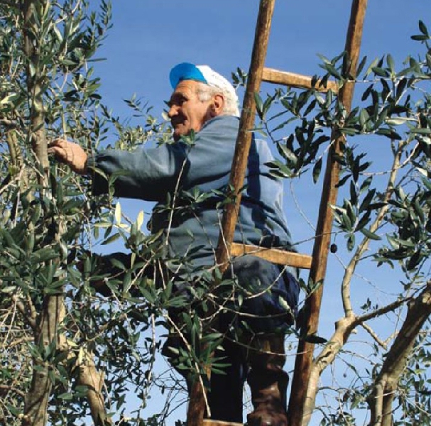Imu terreni agricoli. Cd e Iap pensionati non devono pagarla