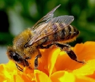 Apicoltura, Mipaaf promette sostegno e azioni di rilancio