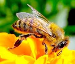 Api, dal 1° dicembre in vigore restrizioni Ue sull’uso dei pesticidi